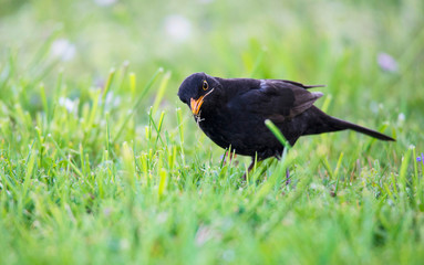 blackbird in the meadow