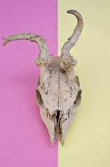 Deer Skull On Multicoloured Pink and Yellow Abstract Background