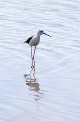Oiseaux_ileDeRe-7530