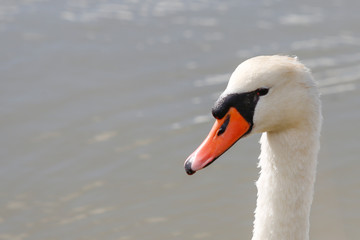 Obraz premium Oiseaux_ileDeRe-7545