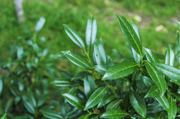 Green leaves background close