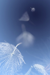 flying dandelion seeds on a blue background