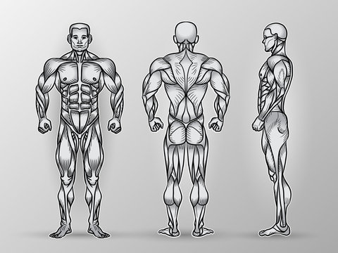 Anatomy of male muscular system, exercise and muscle guide.