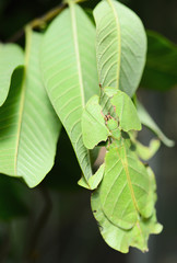 Phyllium giganteum, leaf insect walking leave
