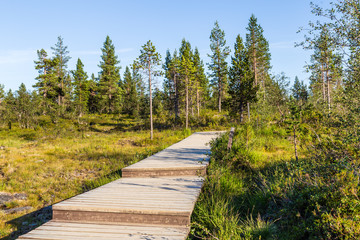 Fototapeta na wymiar Boardwalk in Urho Kekkonen National Park in Finland. It is one of the 