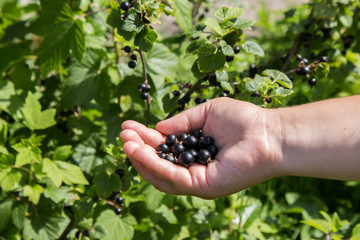 close up of woman hands wolding black currant