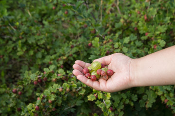 Berries of gooseberry on a female hand   background   gooseberries bush