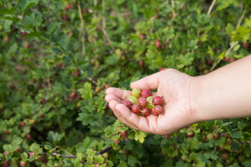 Naklejka na ściany i meble Berries of gooseberry on a female hand background gooseberries bush