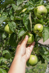woman hand picking an green apple in the garden