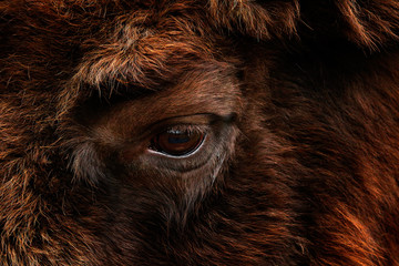 Detail eye portrait of European bison. Fur coat with eye of big brown animal in the nature habitat, Czech republic, Art view of big bull. Detail wildlife scene from Europe