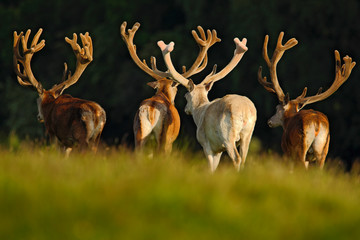 Red deer stag, bellow majestic powerful adult animal outside autumn forest, big animal in the nature forest habitat, England. Animal with big antlers. Deer with big antlers. Deer in the nature habitat