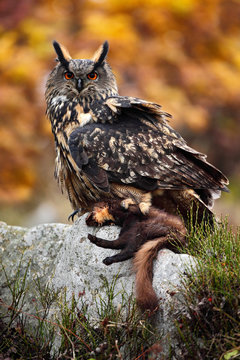Big Eurasian Eagle Owl sitting on stone with kill brown Marten during orange autumn. Eurasian Eagle with kill. Owl autumn photo. Eagle Owl in the nature forest habitat. Wildlife from nature with owl.