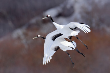 Two cranes in fly. Flying white birds Red-crowned crane, Grus japonensis, with open wing, trees ad snow in background, Hokkaido, Japan. Wildlife scene from winter Asia. Two bird in flight.