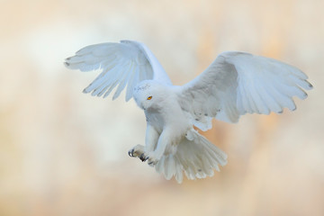 Belle mouche de harfang des neiges. Harfang des neiges, Nyctea scandiaca, oiseau rare volant dans le ciel. Scène d& 39 action d& 39 hiver avec ailes ouvertes, Finlande. Chouette blanche en vol, atterrissage.