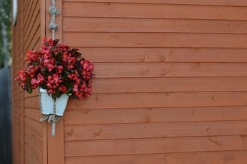 Fototapeta na wymiar Pot with flowers on wood background