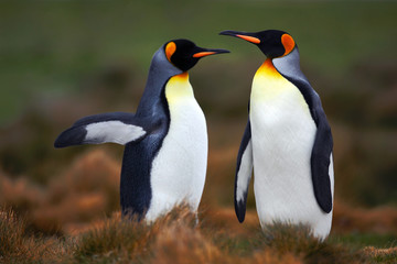 Paar pinguïns. Parende koningspinguïns met groene achtergrond op de Falklandeilanden. Paar pinguïns, liefde in de natuur. Mooie pinguïns in de natuurhabitat. Twee vogels in het gras. Twee pinguïns.