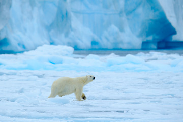 Plakat Polar bear with blue iceberg. Beautiful witer scene with ice and snow. Polar bear on drift ice with snow, white animal in the nature habitat, Svalbard, Norway. Running polar bear in the cold sea.