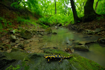 Salamander in nature forest habitat with river. Gorgeous Fire Salamander, Salamandra salamandra, spotted amphibian on the grey stone with green moss. Rare animal in the dark forest, wide angle lens.