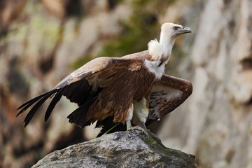 Griffon Vulture, Gyps fulvus, big birds of prey sitting on the stone. Vulture in the rock mountain. Vulture in the nature habitat, Spain. Rock mountain with big bird vulture.