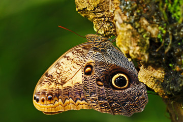 Butterfly in the green forest. Beautiful butterfly Blue Morpho, Morpho peleides, in habitat, with dark forest, green vegetation, Costa Rica. Sitting on the three.