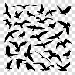 Obraz premium Set of birds silhouettes 30 in 1 isolated. Vector illustration
