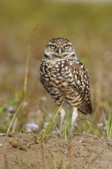 Burrowing Owl standing on the ground