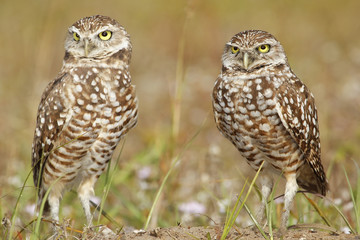 Burrowing Owls standing on the ground