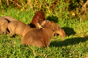 Fototapeta premium Capivara com um pássaro nas costas observando a natureza