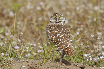 Burrowing Owl standing on the ground