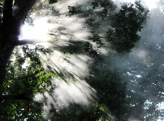 Hot steam shine in the morning sun Oak leaves.