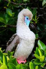 Red-footed booby (Sula sula) preening feathers