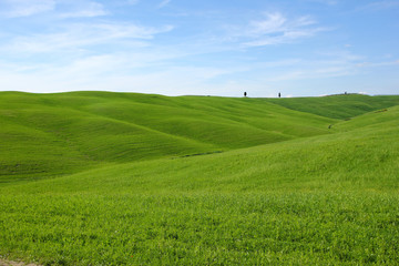 Naklejka premium A green virgin spring field in Tuscany. 