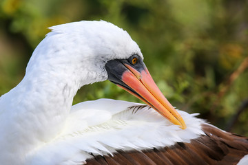 Nazca Booby (Sula granti)preening feathers