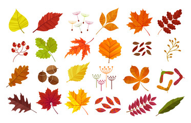 Set of colorful autumn leaves. Vector illustration. - 117763126