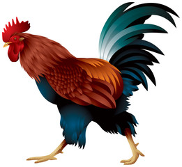 Obraz premium Rooster, the symbol of the Chinese New Year 2017 realistic color vector illustration 