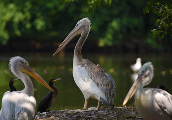 White and pink pelican with heron