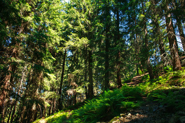Background of nature wild coniferous forest in summer