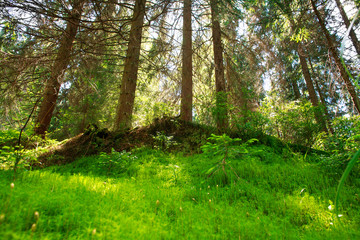 Young fresh green coniferous forest growing in summer