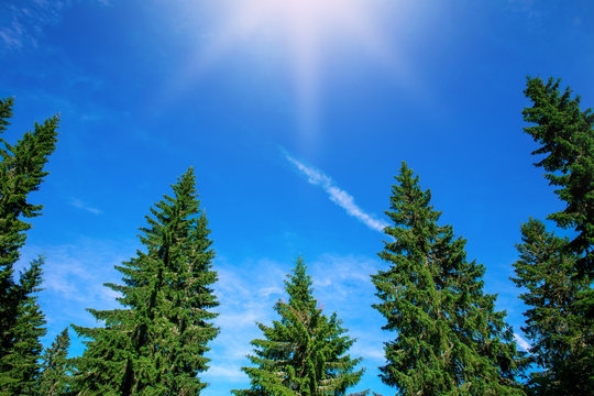 Fototapeta Top of green pine trees on blue sky background