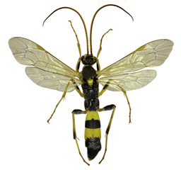 The Parasitic Wasp Amblyteles on white Background  -  Amblyteles armatorius  (Förster, 1771)