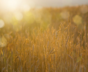 Golden wheat field with lights