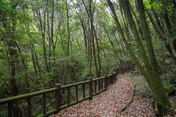 Walkway full of fallen leaves in a lush and verdant forest on Jeju Island in South Korea.