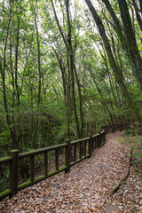 Obraz premium Walkway full of fallen leaves in a lush and verdant forest on Jeju Island in South Korea.