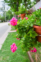 Pink flowers outside in pots in summer geranium