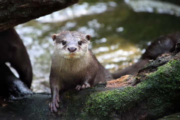 loutre