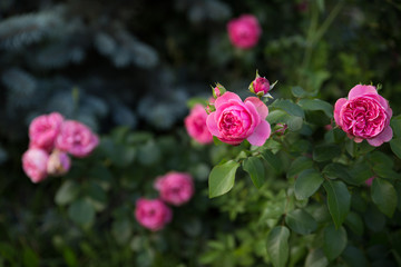 Still rose flowers outdoor at nightfall