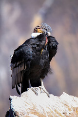 Andean Condor sitting at Mirador Cruz del Condor in Colca Canyon