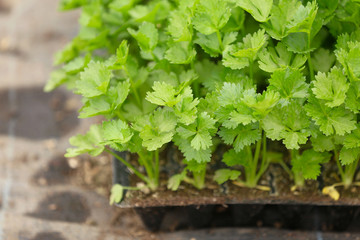 Young plants in black plastic container inside a plantation house