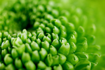 Beautiful green flower, closeup. Nature background