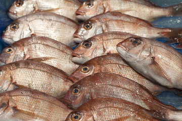 balık pazarı tokyo